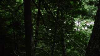 No Copyright Video, No Copyright Stock Footage, No Copyright Stock Video Clip