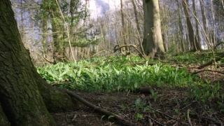 No Copyright Video, No Copyright Stock Footage, No Copyright Stock Video Clip