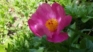 No Copyright Video, No Copyright Stock Footage, No Copyright Stock Video Clip