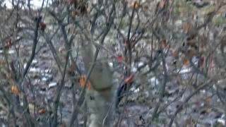 No Copyright Video, No Copyright Stock Footage, No Copyright Stock Video Clip