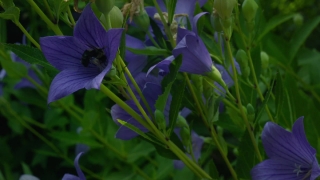 No Copyright Video, No Copyright Stock Footage, No Copyright Stock Video Clip