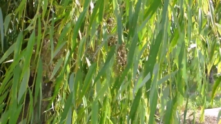 No Copyright Video, No Copyright Stock Footage, No Copyright Stock Video Clip