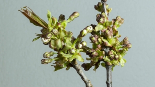 No Copyright Video, No Copyright Stock Footage, No Copyright Stock Video Clip