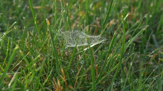 No Copyright Video, No Copyright Stock Footage, No Copyright Stock Video Clip