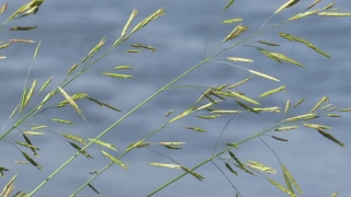 No Copyright Video, No Copyright Stock Footage, No Copyright Stock Video Clip