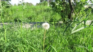 No Copyright Video, No Copyright Stock Footage, No Copyright Stock Video Clip