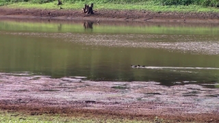 No Copyright Video, No Copyright Stock Footage, No Copyright Stock Video Clip