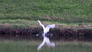 No Copyright Video, No Copyright Stock Footage, No Copyright Stock Video Clip