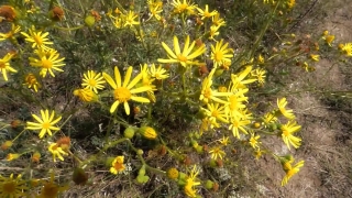 No Copyright Video, No Copyright Stock Footage, No Copyright Stock Video Clip