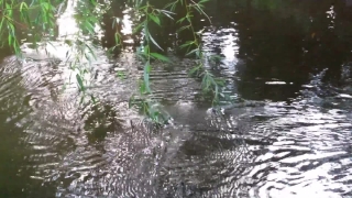 No Copyright Video, No Copyright Stock Footage, No Copyright Stock Video Clip