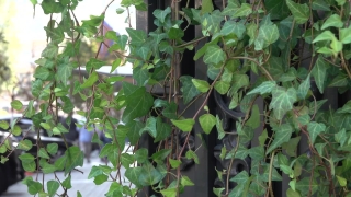 No Copyright Video, No Copyright Stock Footage, No Copyright Stock Video Clip