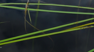 No Copyright Video, No Copyright Stock Footage, No Copyright Stock Video Clip