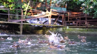 No Copyright Video, No Copyright Stock Footage, No Copyright Stock Video Clip