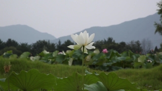 No Copyright Video, No Copyright Stock Footage, No Copyright Stock Video Clip