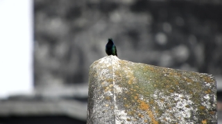 No Copyright Video, No Copyright Stock Footage, No Copyright Stock Video Clip