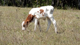 No Copyright Video, No Copyright Stock Footage, No Copyright Stock Video Clip