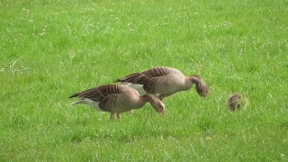 No Copyright Video, No Copyright Stock Footage, No Copyright Stock Video Clip