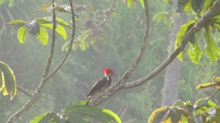 No Copyright Video, No Copyright Stock Footage, No Copyright Stock Video Clip