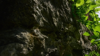 No Copyright Video, No Copyright Stock Footage, No Copyright Stock Video Clip