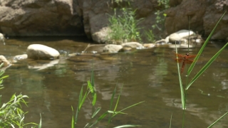 No Copyright Video, No Copyright Stock Footage, No Copyright Stock Video Clip