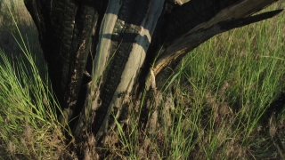 No Copyright Video, No Copyright Stock Footage, No Copyright Stock Video Clip