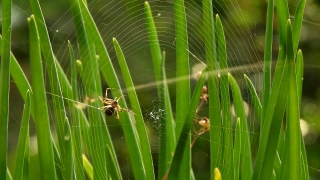 No Copyright Video, No Copyright Stock Footage, No Copyright Stock Video Clip