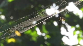 No Copyright Video, No Copyright Stock Footage, No Copyright Stock Video Clip