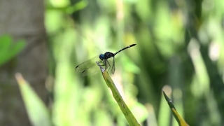 No Copyright Video, No Copyright Stock Footage, No Copyright Stock Video Clip