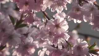 No Copyright Video, No Copyright Stock Footage, No Copyright Stock Video Clip