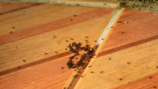 No Copyright Video, No Copyright Stock Footage, No Copyright Stock Video Clip