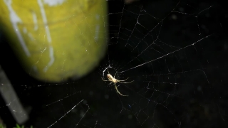 No Copyright Video, No Copyright Stock Footage, No Copyright Stock Video Clip