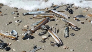 No Copyright Video, No Copyright Stock Footage, No Copyright Stock Video Clip