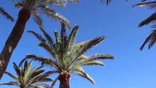 No Copyright Video, No Copyright Stock Footage, No Copyright Stock Video Clip