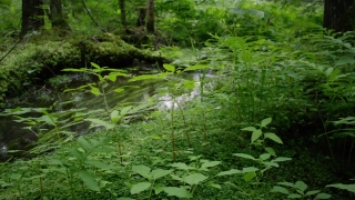 No Copyright Video, No Copyright Stock Footage, No Copyright Stock Video Clip