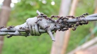 No Copyright Video, No Copyright Stock Footage, No Copyright Stock Video Clip