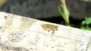 No Copyright Video, No Copyright Stock Footage, No Copyright Stock Video Clip