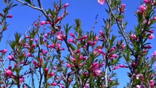 No Copyright Video, No Copyright Stock Footage, No Copyright Stock Video Clip