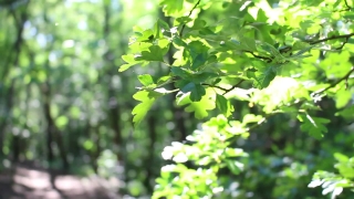 No Copyright Video, No Copyright Stock Footage, No Copyright Stock Video Clip