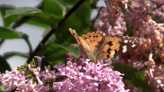 No Copyright Video, No Copyright Stock Footage, No Copyright Stock Video Clip