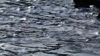 No Copyright Video, No Copyright Stock Footage, No Copyright Stock Video Clip