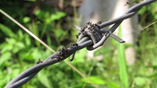 No Copyright Video, No Copyright Stock Footage, No Copyright Stock Video Clip