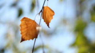 No Copyright Video, No Copyright Stock Footage, No Copyright Stock Video Clip