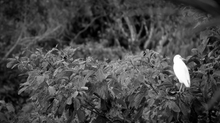 No Copyright Video, No Copyright Stock Footage, No Copyright Stock Video Clip