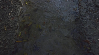 No Copyright Video, No Copyright Stock Footage, No Copyright Stock Video Clip