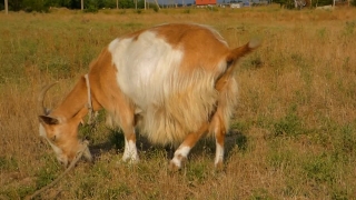 No Copyright Video, No Copyright Stock Footage, No Copyright Stock Video Clip