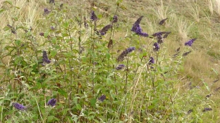 No Copyright Video, No Copyright Stock Footage, No Copyright Stock Video Clip