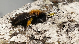 No Copyright Video, No Copyright Stock Footage, No Copyright Stock Video Clip