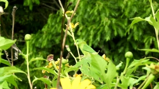 No Copyright Video, No Copyright Stock Footage, No Copyright Stock Video Clip