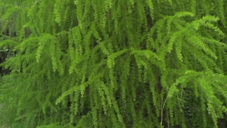 No Copyright Video, No Copyright Stock Footage, No Copyright Stock Video Clip