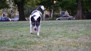 No Copyright Video, No Copyright Stock Footage, No Copyright Stock Video Clip